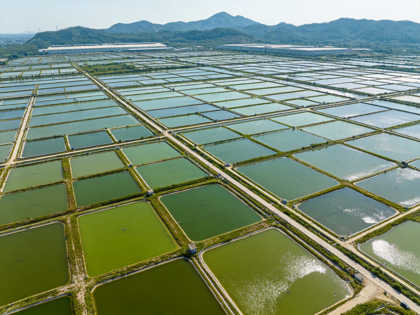 亚星渔场鱼塘基地航拍，成片方形鱼塘整齐排列